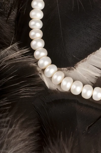 Perle albe pe pene — Fotografie, imagine de stoc