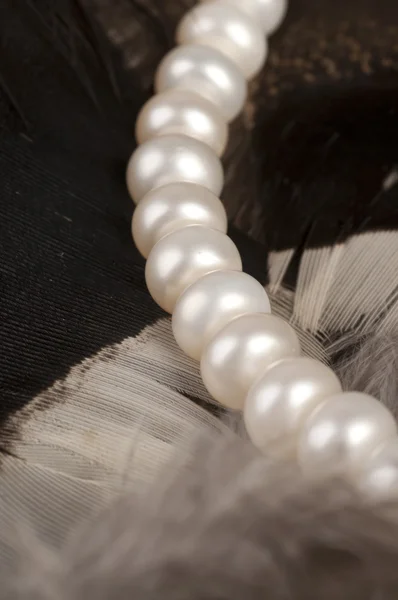 Bílé perly na peří — Stock fotografie
