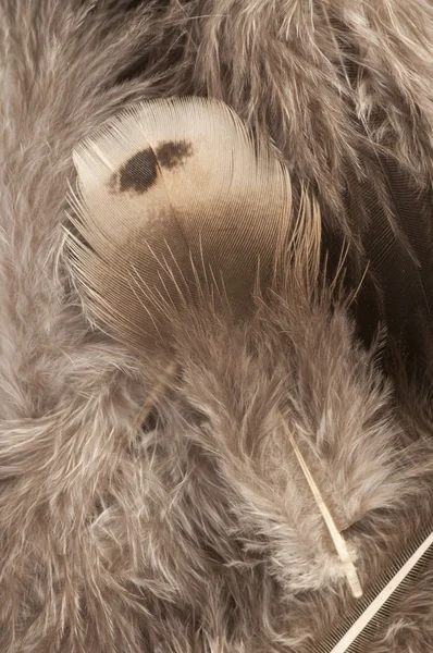 Feather background with a soft texture. — Stock Photo, Image