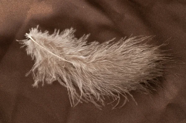 Single feather on brown background — Stock Photo, Image
