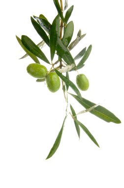 Olive branch clipart