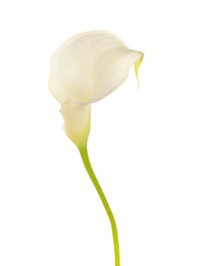 Calla zambak