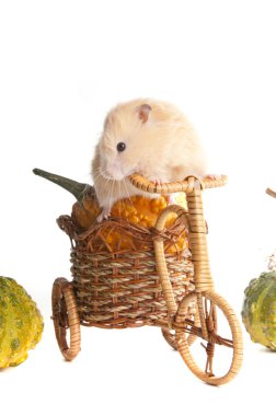 suriyeli hamster