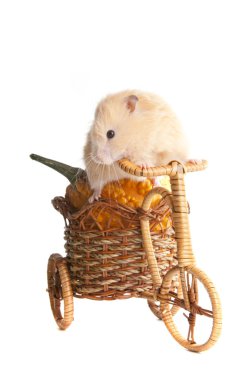 suriyeli hamster