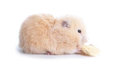 suriyeli hamster