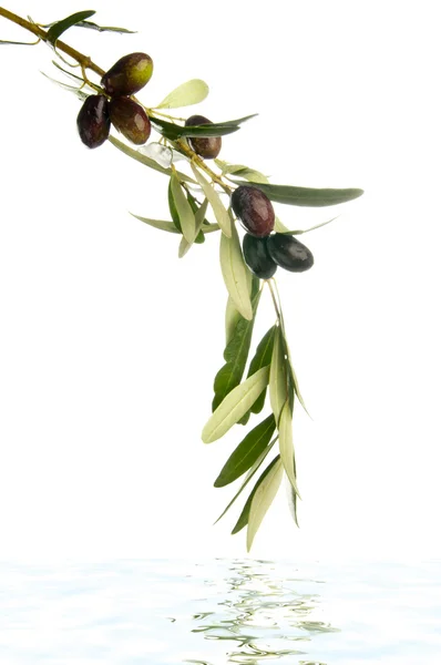 Olive branch — Zdjęcie stockowe