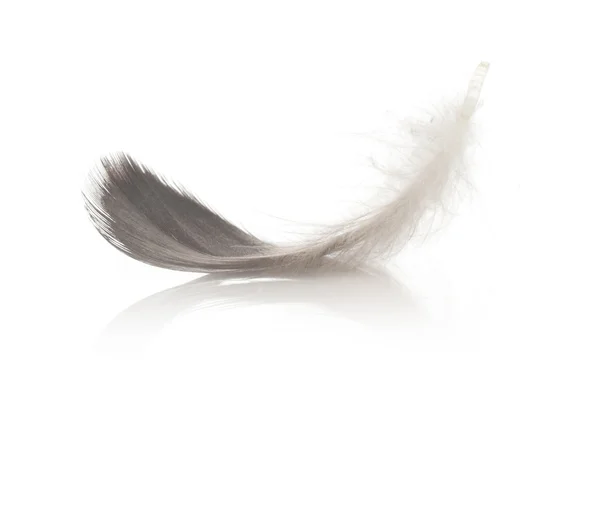 Одно перо на белом — стоковое фото