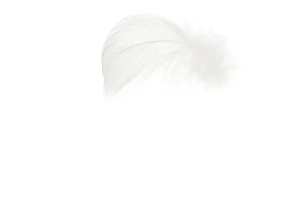 Single feather on white — Stock Photo, Image