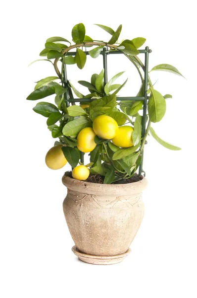 Декоративное лимонное дерево — стоковое фото