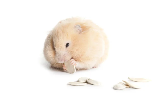Syrian hamster — Stock Photo, Image