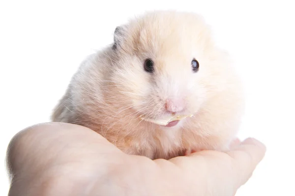 Hamster sírio — Fotografia de Stock