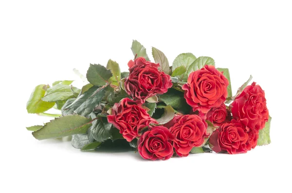 Rosas vermelhas sobre um fundo branco — Fotografia de Stock
