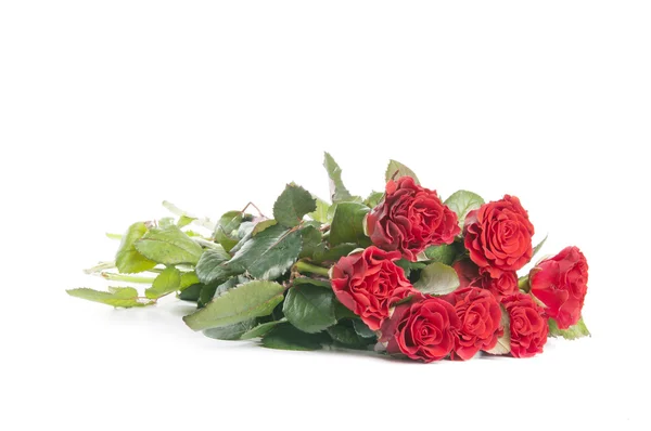 Rosas rojas sobre un fondo blanco —  Fotos de Stock