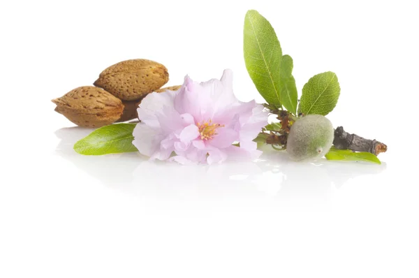 Mandlové ořechy s květinou — Stock fotografie