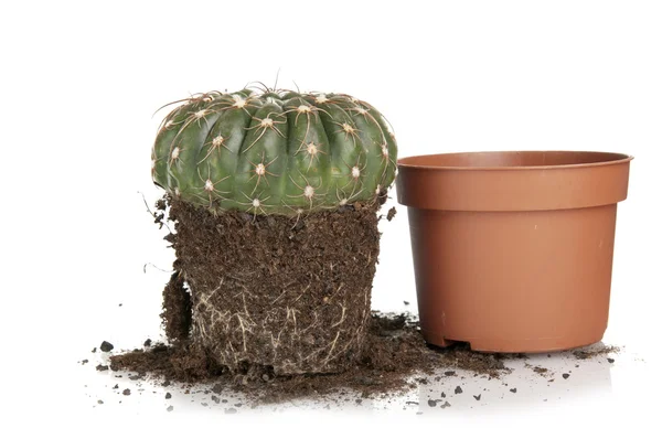 Cactus transplantation — Stock Photo, Image