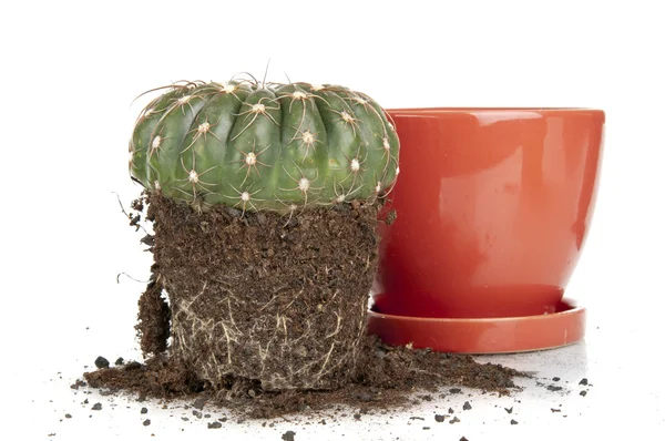 Kaktusz-transzplantáció — Stock Fotó