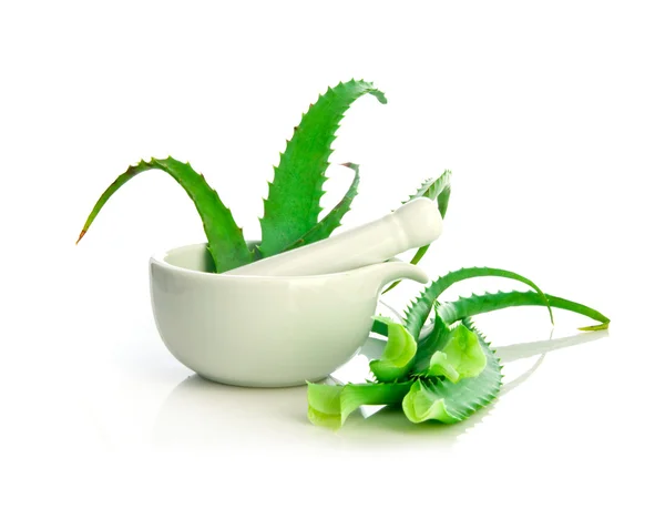 Aloe vera gyógynövényes orvoslás — Stock Fotó