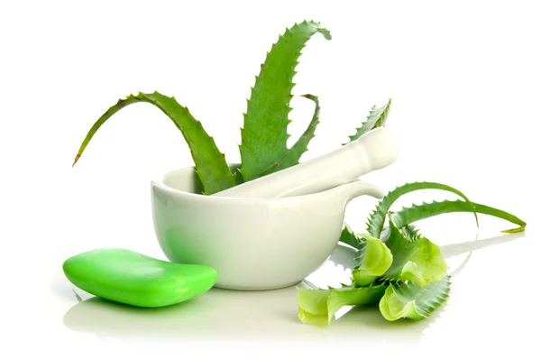 Aloe Vera pflanzliche Medizin — Stockfoto