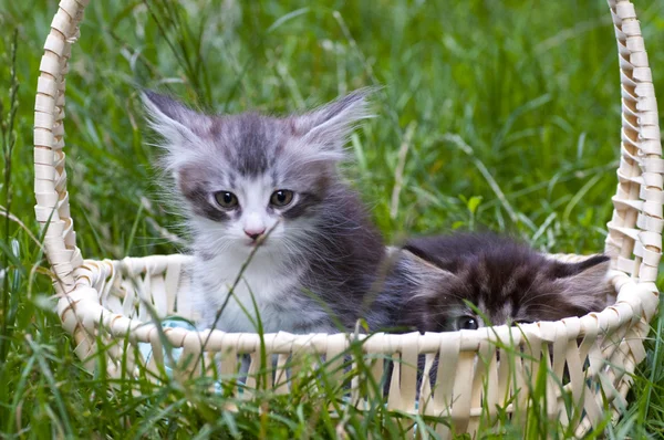 stock image Kitten