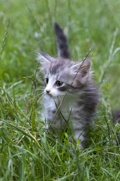 stock image Kitten