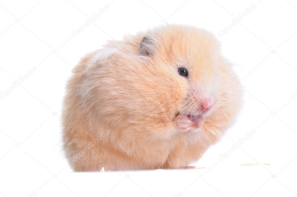 Syrian Hamster Stock Photo By C Nanka Photo 8880441