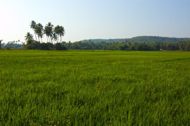 Paddy fields in India clipart