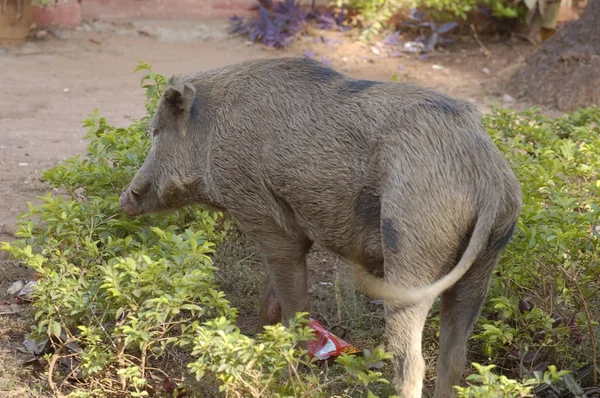 stock image Wild pig