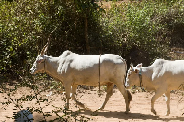 Indian cows — Free Stock Photo