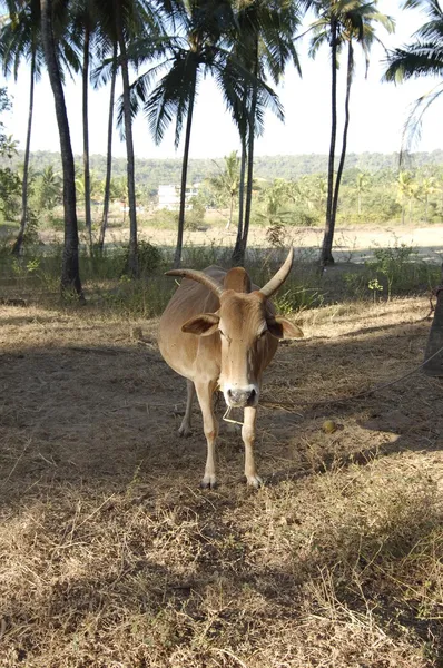 印度的牛 — 免费的图库照片