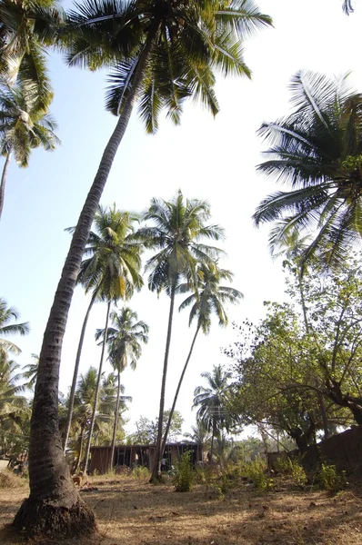 Palmiye ağaçları — Ücretsiz Stok Fotoğraf