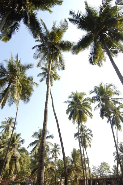 Palm trees — Free Stock Photo