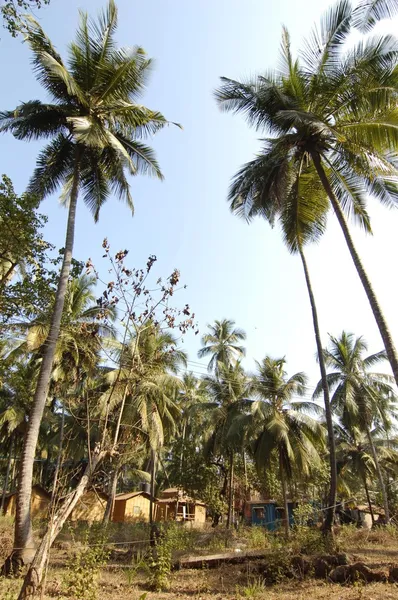 Palmiye ağaçları — Ücretsiz Stok Fotoğraf
