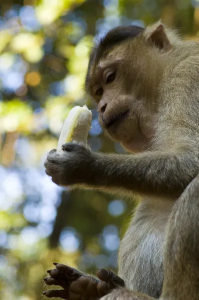 Affe mit Banane — kostenloses Stockfoto