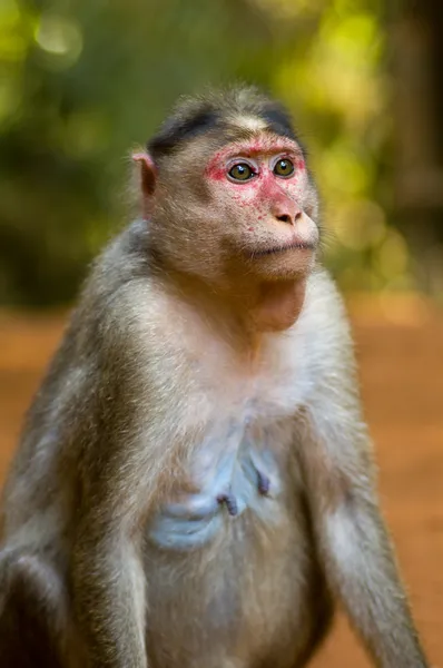 Monyet — Foto Stok Gratis