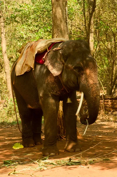 Den indiska elefanten i djungeln — Gratis stockfoto