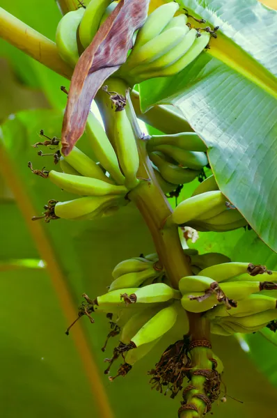 香蕉 — 免费的图库照片