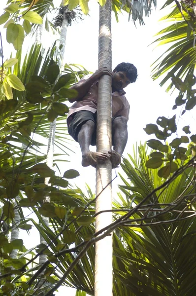 Forte abile uomo indiano sull'albero — Foto Stock
