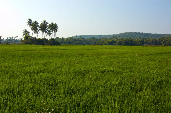Pola ryżowe w Indiach — Darmowe zdjęcie stockowe