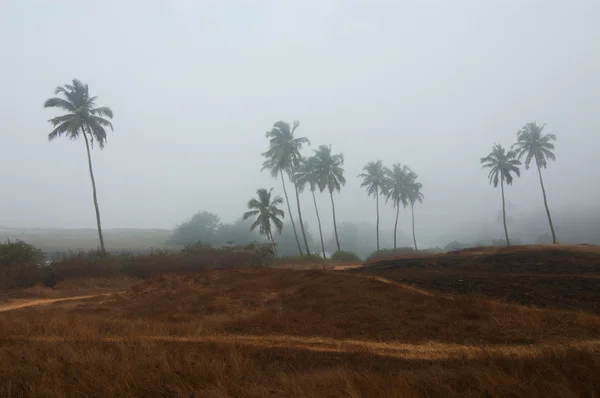 Palmiye ağacı karşı fırtına bulutları — Stok fotoğraf