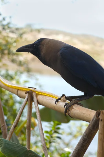 Un corbeau — Photo