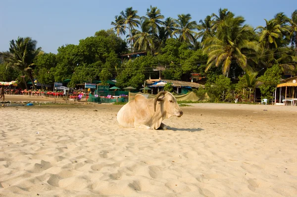 Kráva na mandrem beach — Stock fotografie