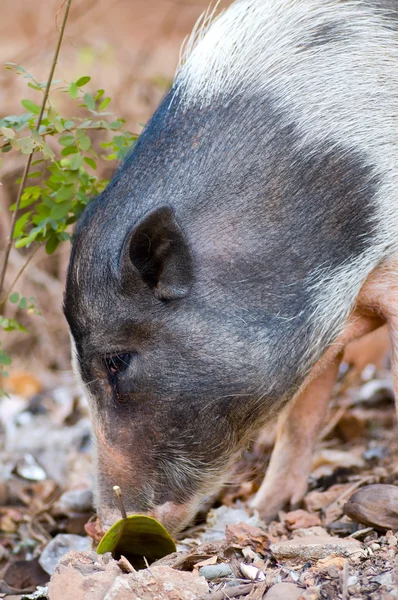 Indian pig — Free Stock Photo