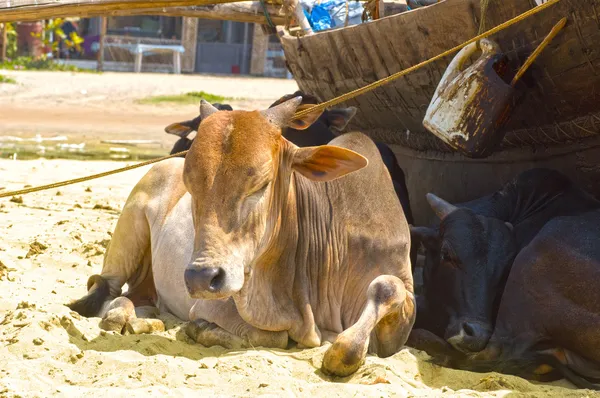 阿朗博尔在海滩上的母牛 — 免费的图库照片