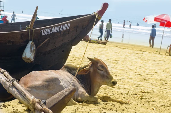 Vacas na praia em Arambol — Fotografia de Stock