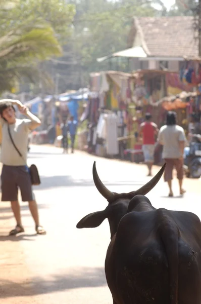 Cow in Arambol — Stock Photo, Image