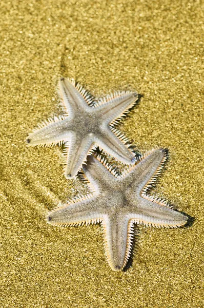 Estrella de mar — Foto de stock gratis