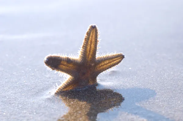 Estrella de mar — Foto de stock gratuita