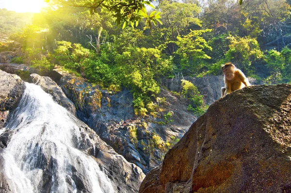 Mono en la cascada de Dudhsagar, Goa — Foto de stock gratis
