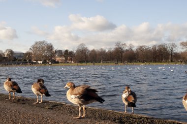 Hyde park