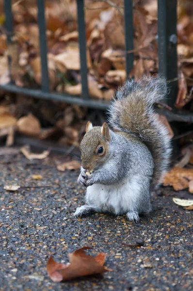 Squirrel in the hyde Park — Free Stock Photo
